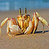 Alone crab at the beach puzzle