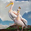 Pelicans on the mountain slide puzzle