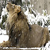Snow and lion puzzle