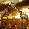 Two great giraffe puzzle